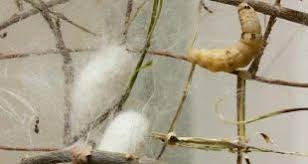 التوت والاوراق الخضراء طوال العام وفهذا غذائها اذالايوجد اى عائق فى الغذاءلها ؛ لاسيما أن تكاليفها بسيطة خاصة إذا وجد مكان تتم فيه عملية التربية، غير أن التكلفة الحقيقية تكمن في فهم المشروع نفسه وإتقان مراحله الإنتاجية والرعاية الجيدة حتى لا تصيبه الأمراض، وكذلك التعرف على طريقة تسويقه.