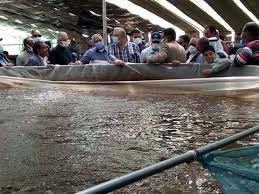 وزير الزراعة ومحافظ جنوب سيناء يتفقدان مزرعة الاستزارع السمكي والصوب الزراعية بمدينة نويبع