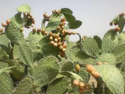 زراعه التين الشوكي