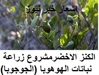 دراسة جدوي لشجرةالكنز الخضر ( الهوهوبا)