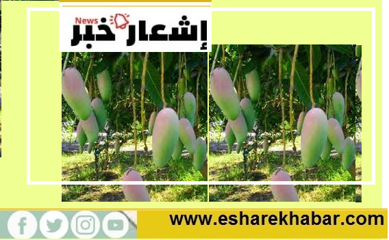أهميه زراعه المانجو