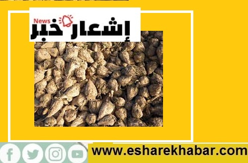 فوائد بنجر السكر