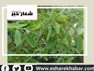 أهميه زراعة نبات الصندل