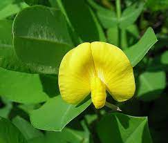 أهميه الفول السوداني الاقتصادية