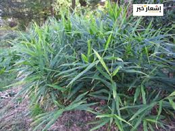 زراعة الزنجبيل