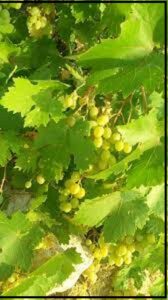 زراعة العنب