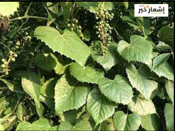 زراعة العنب