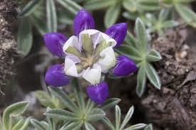 زراعة الترمس