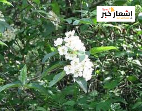 زراعه التفاح