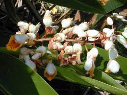 زراعة الهيل