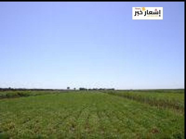 زراعه الفول السوداني