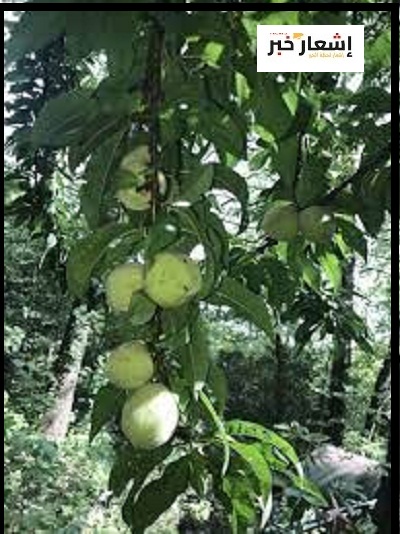 زراعة الخوخ