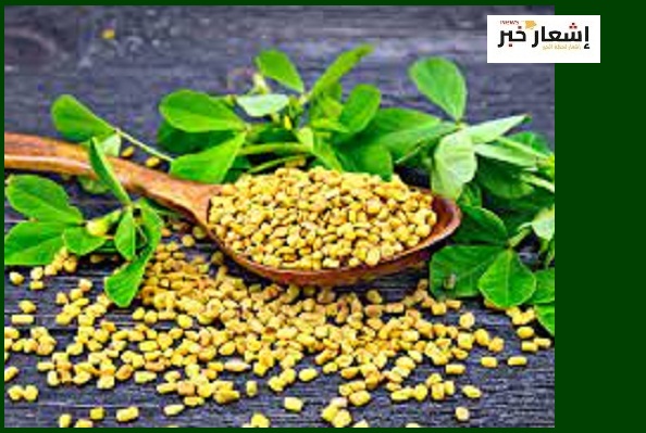 زراعة الحبهان