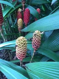 زراعة الزنجبيل