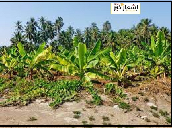 زراعه الموز