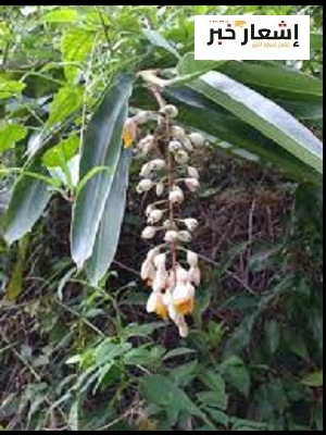 زراعة الهيل