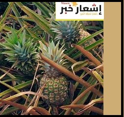 زراعه الأناناس