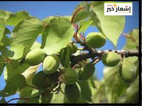 زراعه المشمش