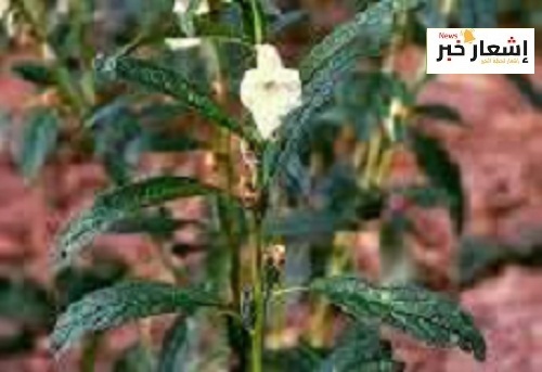 زراعه السمسم