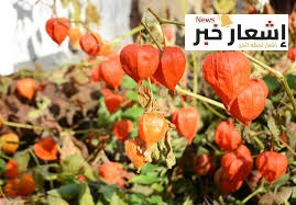 زراعة الحرانكش