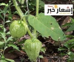 أشهرأصناف الحرانكش