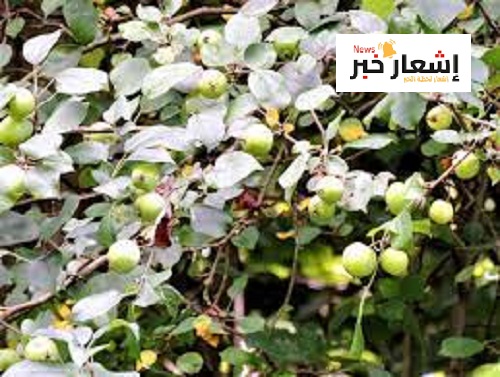 أهميه التفاح ثقافيًا واقتصاديًا