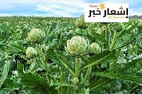 زراعه الخرشوف