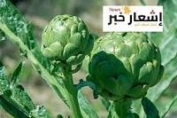 فوائد الخرشوف للحامل و مخاطره