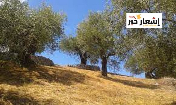 أهميه الزيتون ثقافيًا واقتصاديًا