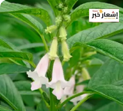 الفوائد الصحية للسمسم