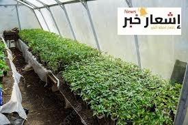 الطماطم فاكهه تكافح السرطان