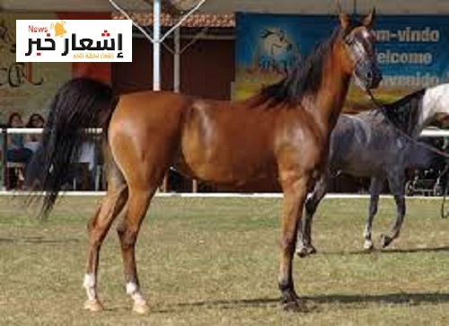 أهميه العنايه بالخيول