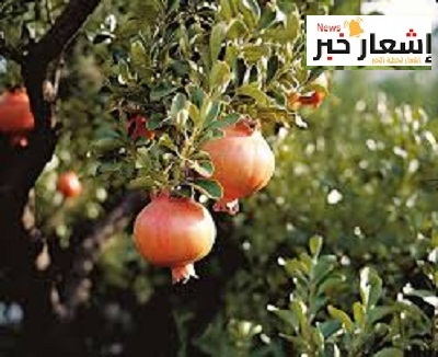 زراعه الرمان