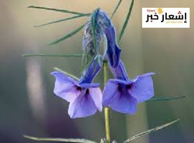 أهميه السمسم اقتصاديا وثقافيا