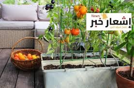أهميه الطماطم اقتصاديا وثقافيا