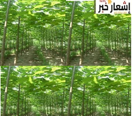 زراعة شجرةالبابلونيا