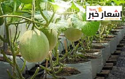 أهميه البطيخ ثقافيًا واقتصاديًا