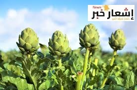 أمراض تصيب نبات الخرشوف
