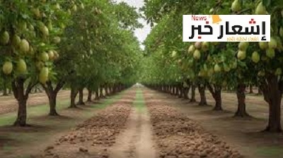 زراعه المانجو