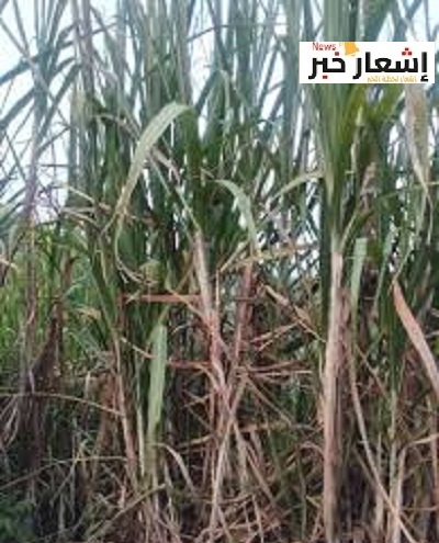أهميه قصب السكر اقتصاديا