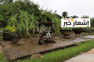 زراعه قصب السكر