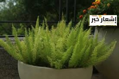 زراعة الدراجون3