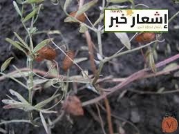 أمراض تصيب العدس