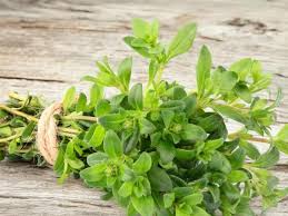 فوائد الزعتر